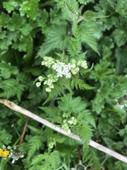 Anthriscus sylvestris