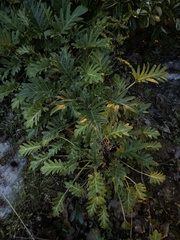 Thaumatophyllum xanadu