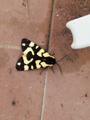 Arctia villica konewkaii