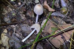 Coprinellus xanthothrix