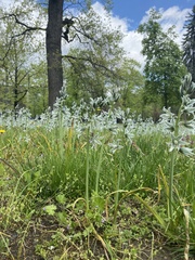 Ornithogalum boucheanum