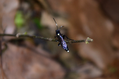 Vulgichneumon leucaniae
