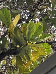 Ficus lyrata