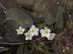 Nymphoides cordata