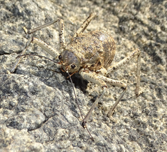 Acanthoproctus cervinus