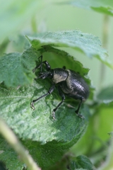 Otiorhynchus vehemens