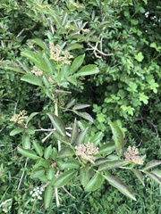 Sambucus nigra