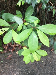 Turpinia ternata
