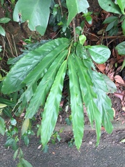 Alpinia galanga