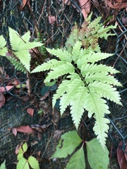 Woodwardia japonica