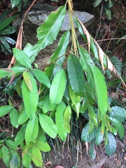 Zanthoxylum nitidum