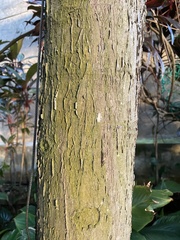 Ficus lyrata