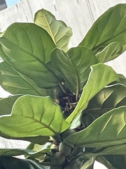 Ficus lyrata