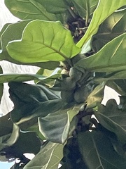 Ficus lyrata