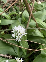 Allium ursinum