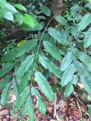 Cananga odorata