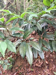 Psychotria asiatica