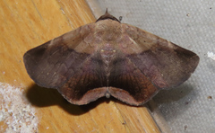 Psimada quadripennis