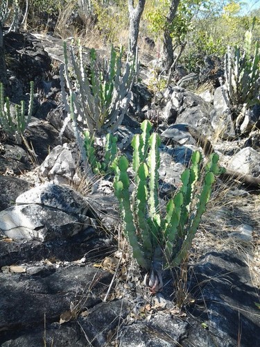 Euphorbia faucicola