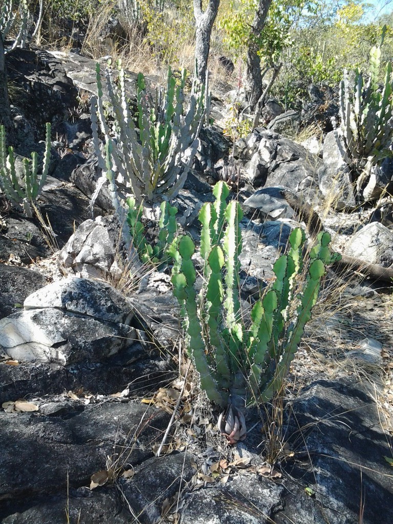 Euphorbia faucicola