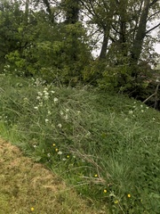 Anthriscus sylvestris