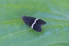 Aproaerema cinctella