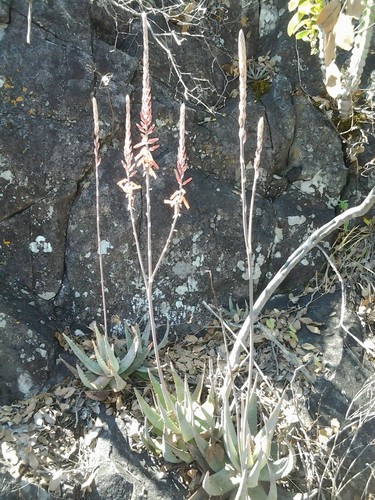 Aloe metallica image