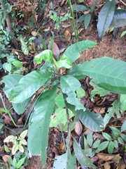 Psychotria asiatica