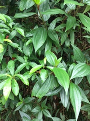 Boehmeria densiflora