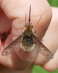 Bombylius medius
