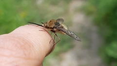 Bombylius medius