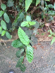 Rubus swinhoei
