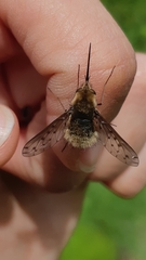 Bombylius medius