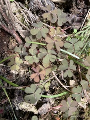 Oxalis corniculata repens