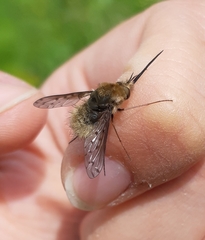 Bombylius medius
