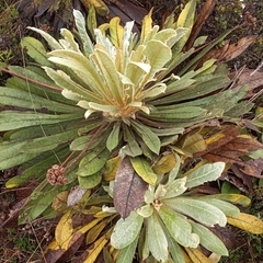 Espeletia rabanalensis