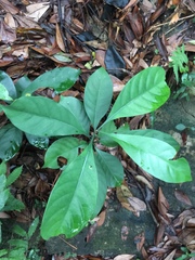 Psychotria asiatica