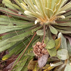 Espeletia rabanalensis