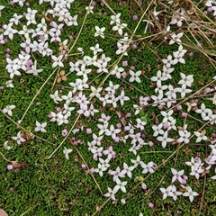 Arcytophyllum muticum