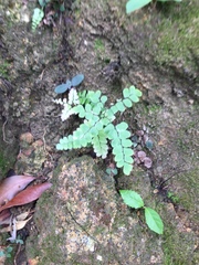 Adiantum flabellulatum