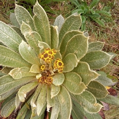 Espeletia rabanalensis
