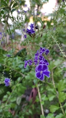 Duranta erecta