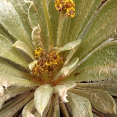 Espeletia rabanalensis