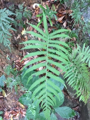 Christella acuminata