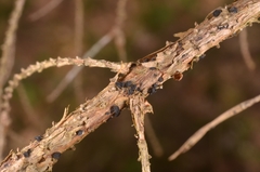 Tryblidiopsis pinastri