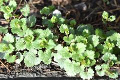 Glechoma hederacea