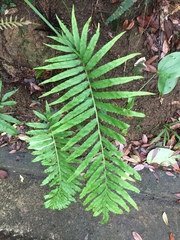 Leptochilus ellipticus
