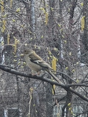 Fringilla coelebs