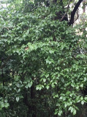 Mallotus repandus