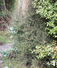 Coprosma linariifolia